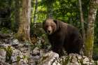 A European brown bear standing and looking at the camera Notranjska-Slovenia Art Print